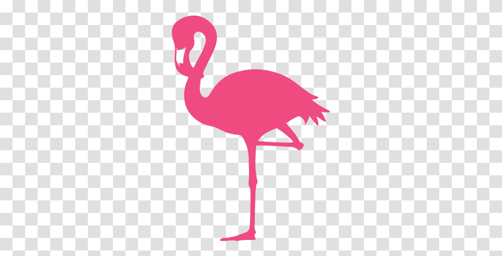 Flamingo Clear Background Flamingo Background, Animal, Bird Transparent Png