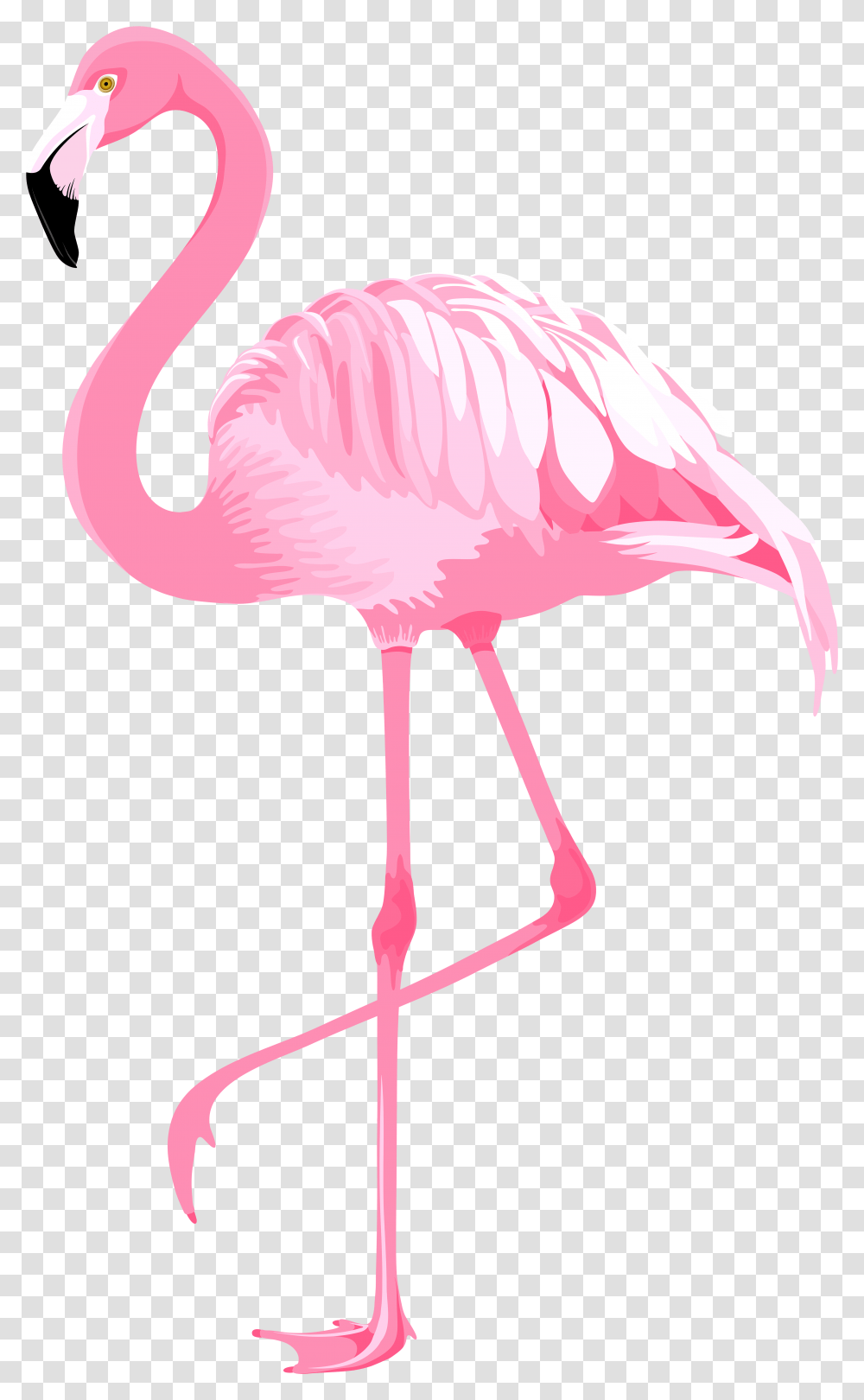Розовый Фламинго на белом фоне