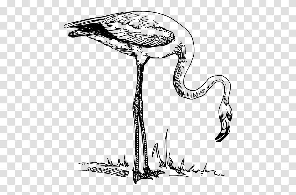 Flamingo Clip Arts For Web, Gray, World Of Warcraft Transparent Png