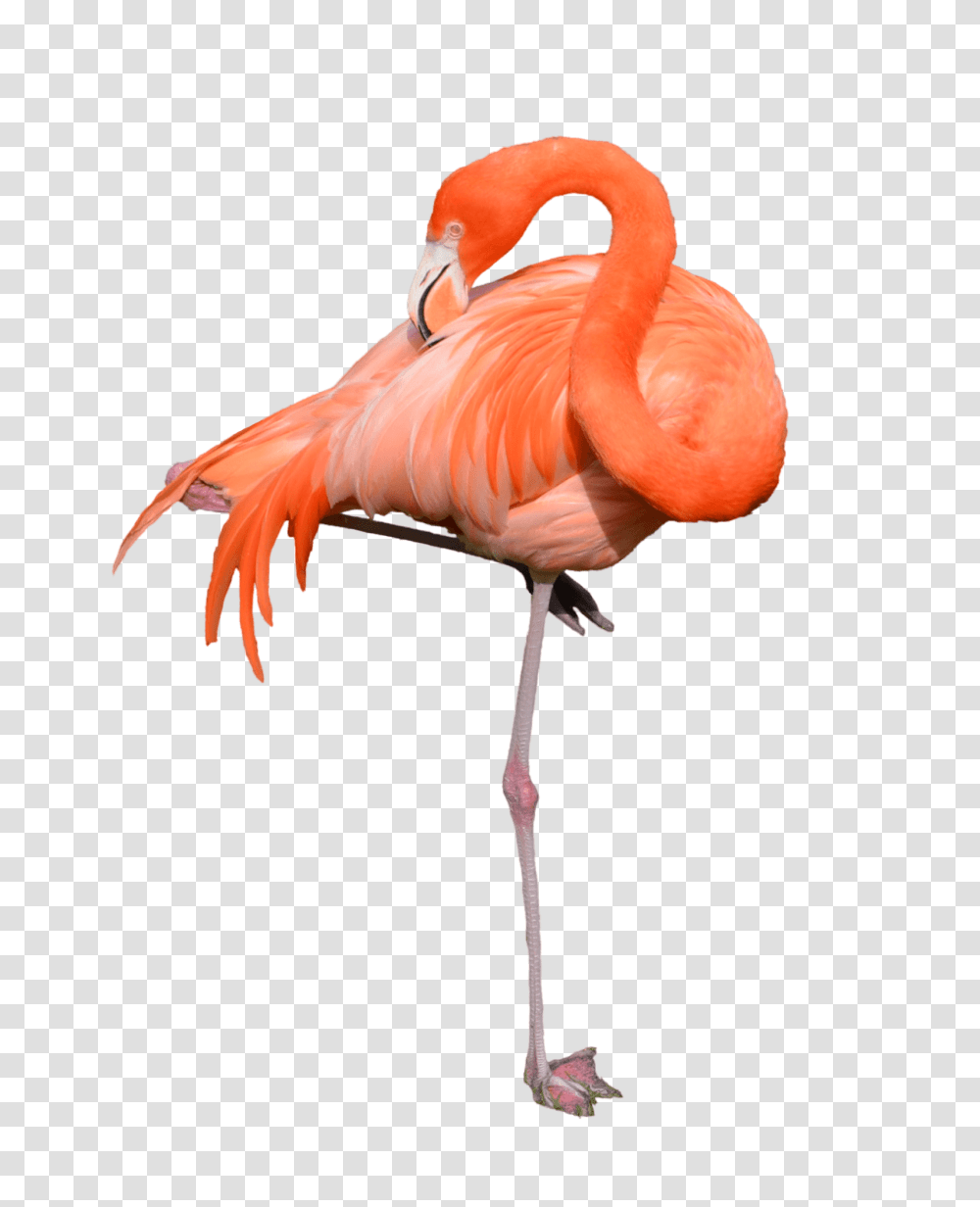 Flamingo Clipart Background Flamingo, Bird, Animal, Beak Transparent Png