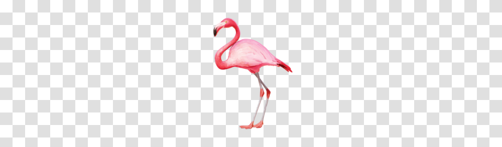 Flamingo Clipart, Bird, Animal, Beak Transparent Png