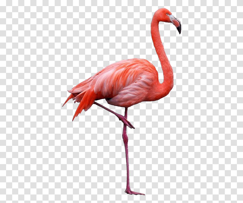 Flamingo Clipart, Bird, Animal, Beak Transparent Png