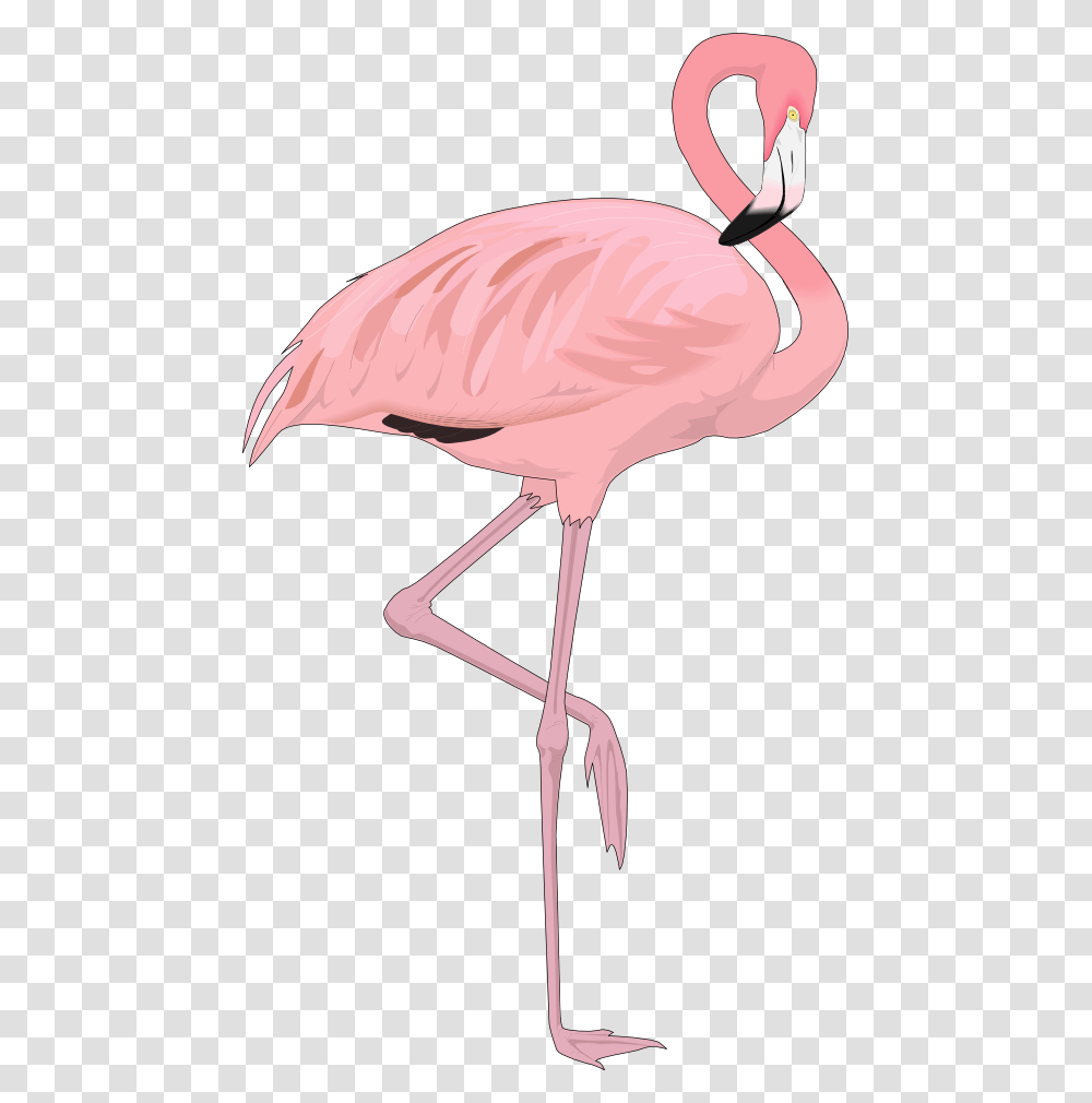 Flamingo Clipart, Bird, Animal Transparent Png