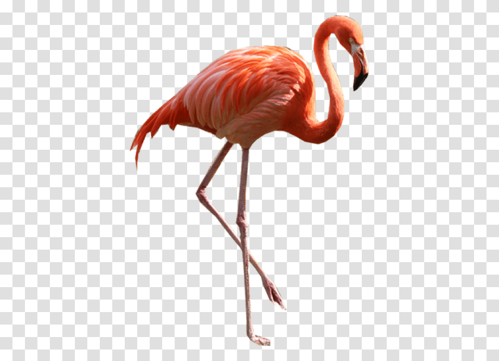 Flamingo Clipart Dua Lipa Sims, Bird, Animal, Beak Transparent Png
