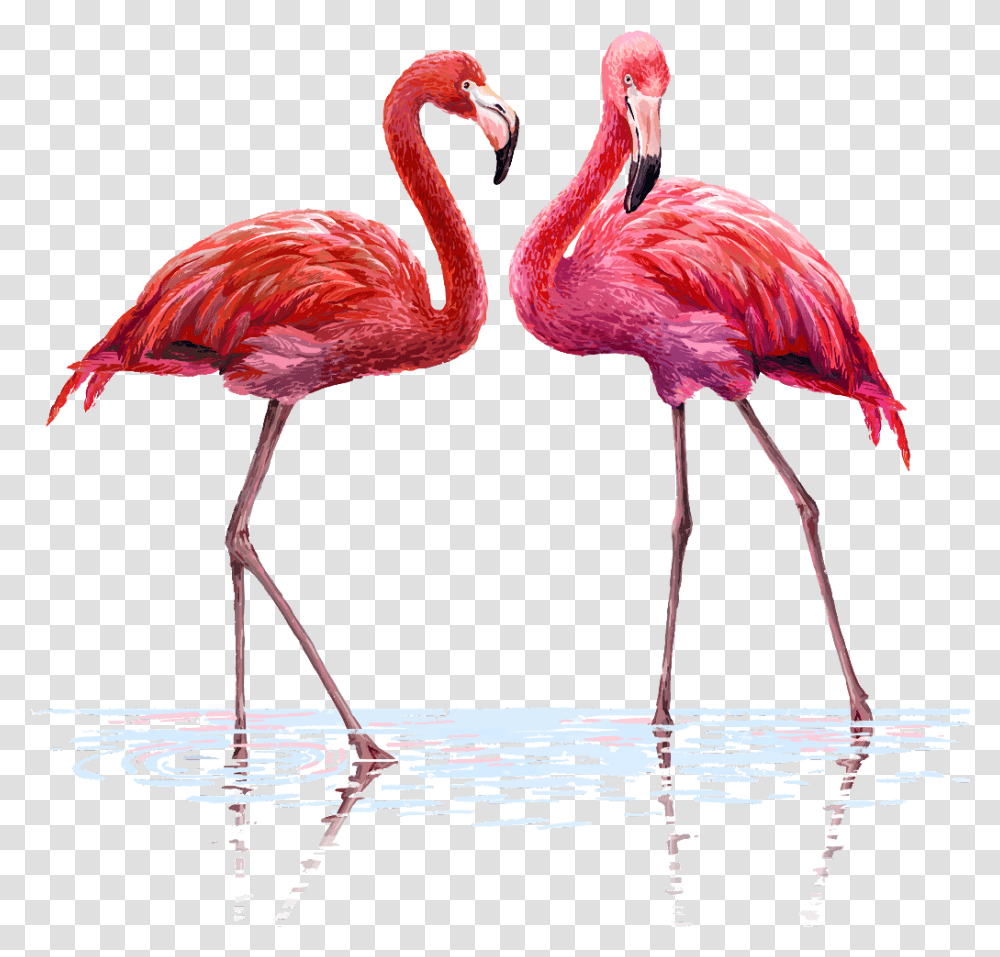 Flamingo Clipart Flamingo, Bird, Animal Transparent Png