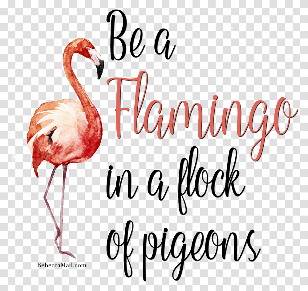 Flamingo Clipart Quotes Flamingo In A Flock Of Pigeons Sign, Bird, Animal Transparent Png