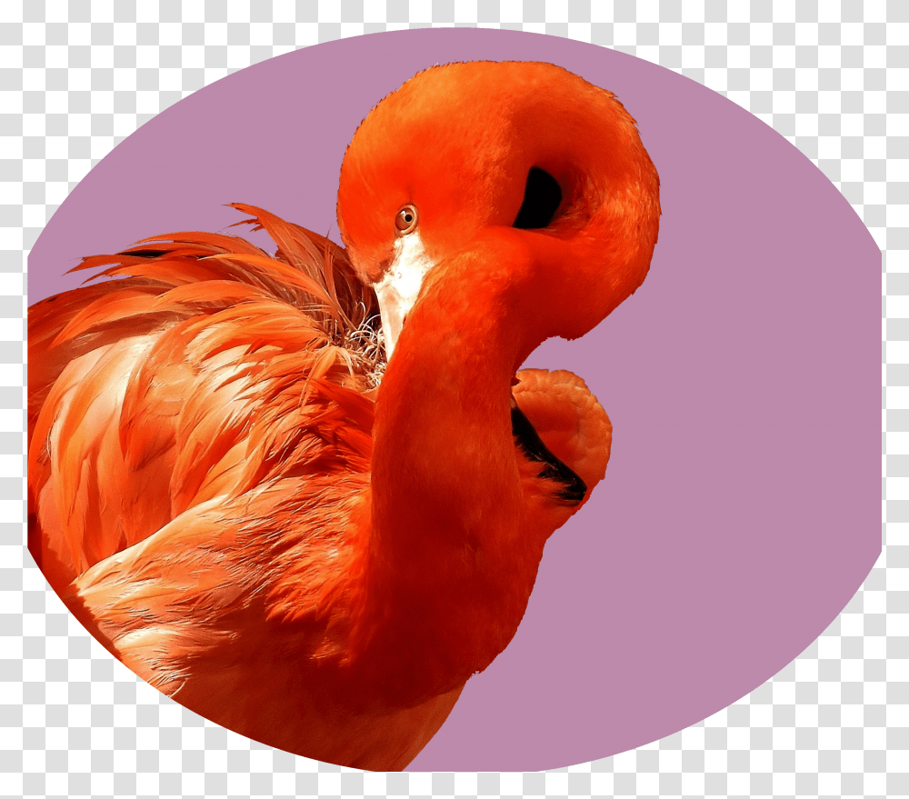 Flamingo Color Scheme Transparent Png