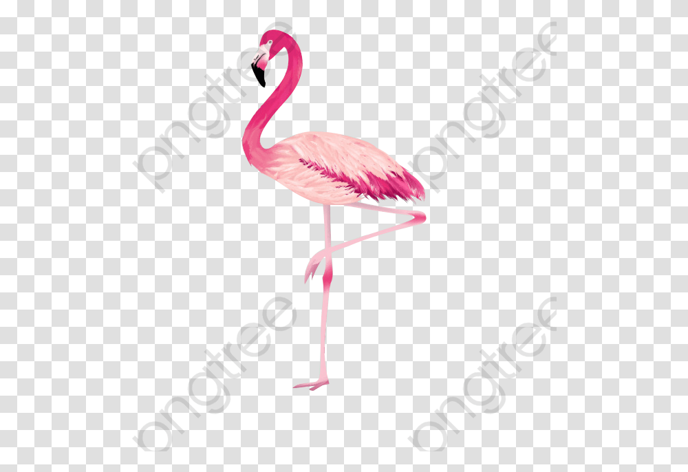 Flamingo Cool Category Greater Flamingo, Bird, Animal Transparent Png