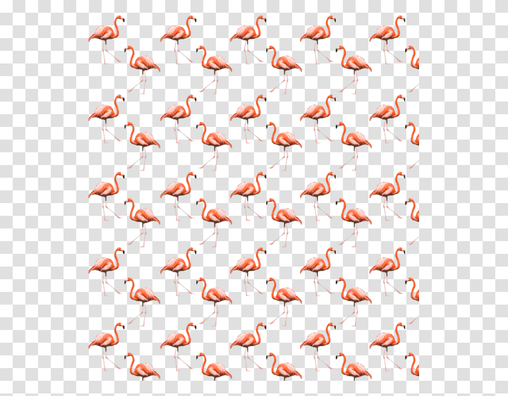 Flamingo Cool Summer Background Pattern Freetoedit Greater Flamingo, Animal, Flock Transparent Png