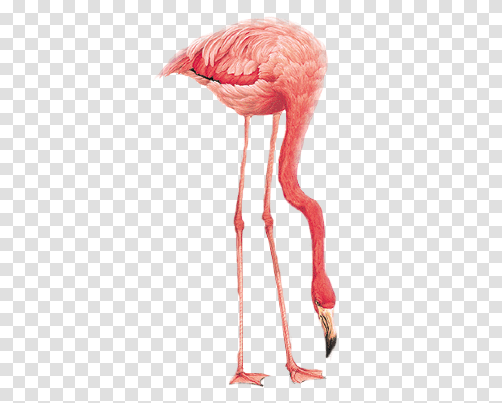 Flamingo Download Image With Flamingo Family Background, Bird, Animal, Skeleton, Neck Transparent Png