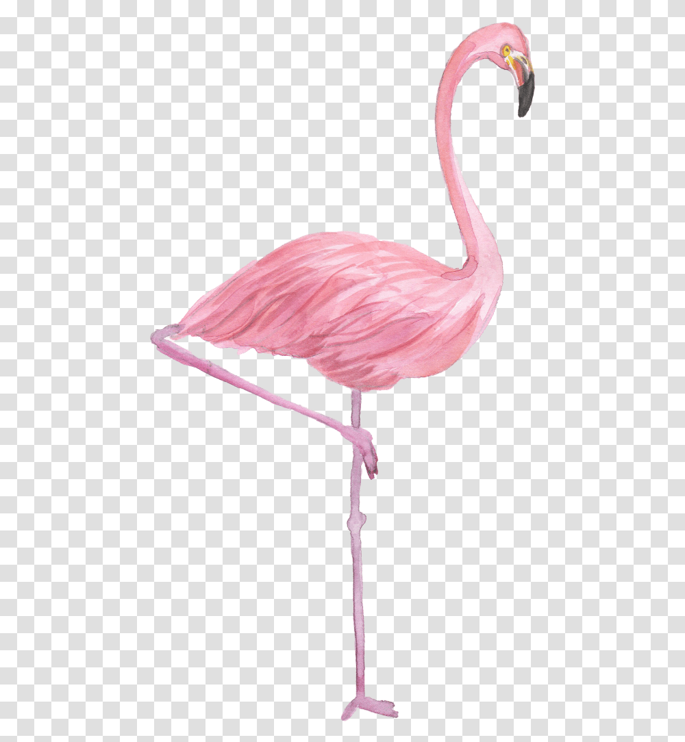 Flamingo Drawing Watercolor Painting Background Flamingo, Bird Transparent Png