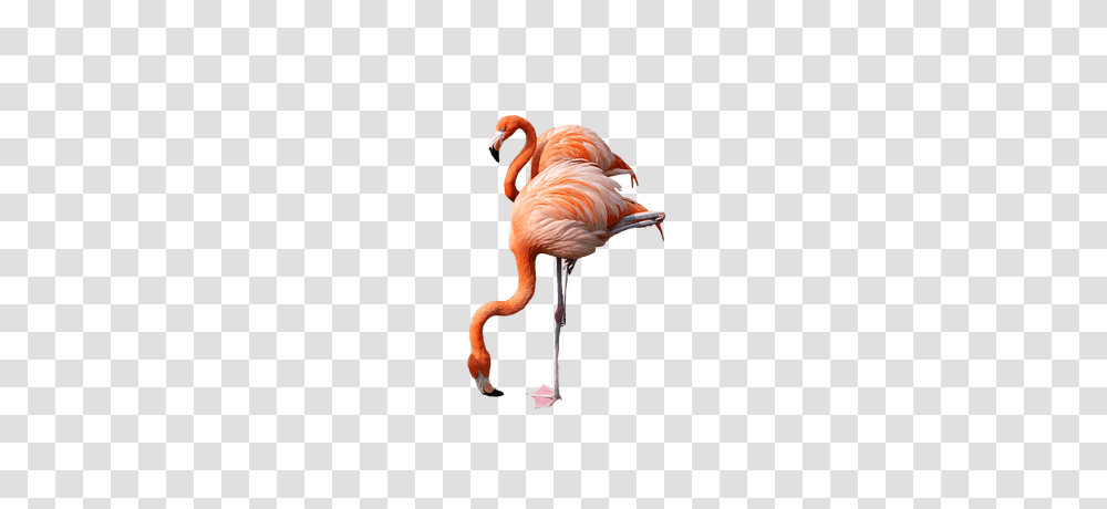 Flamingo Drinking, Bird, Animal Transparent Png