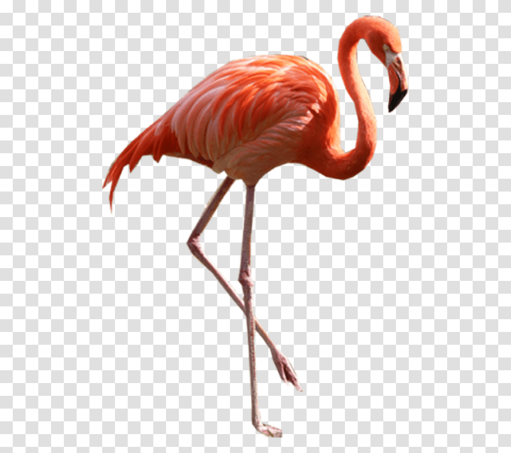 Flamingo Flamingo, Bird, Animal, Staircase, Beak Transparent Png
