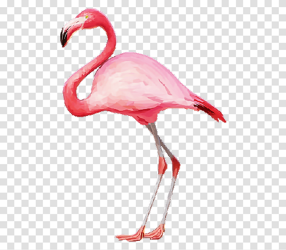 Flamingo Flamingopink Flamingos Pink Tumblr Background Flamingo Clipart, Bird, Animal, Beak Transparent Png