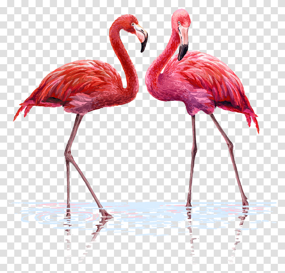 Flamingo Flamingos Watercolor Water Background Flamenco Flamingo Illustration, Bird, Animal Transparent Png