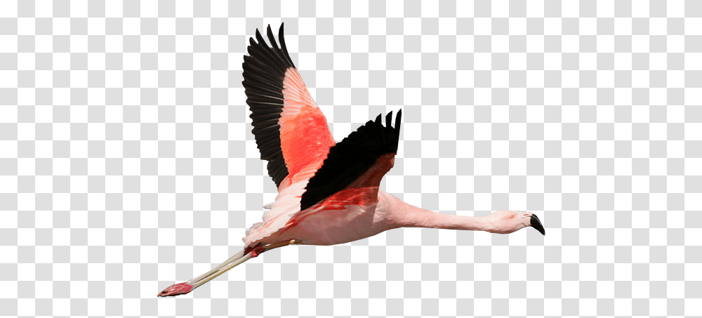 Flamingo Flying Background Flamingo Flying Background, Bird, Animal Transparent Png
