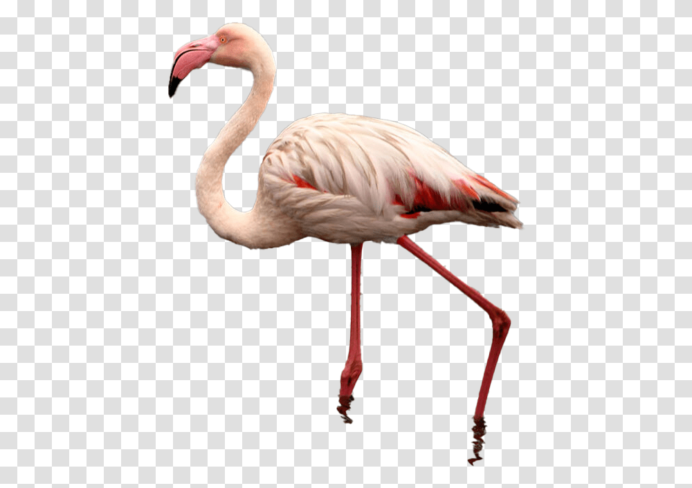 Flamingo Free Greater Flamingo, Bird, Animal, Beak Transparent Png