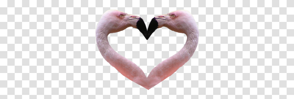 Flamingo Heart Background Flamingo No Background, Bird, Animal, Beak, Person Transparent Png