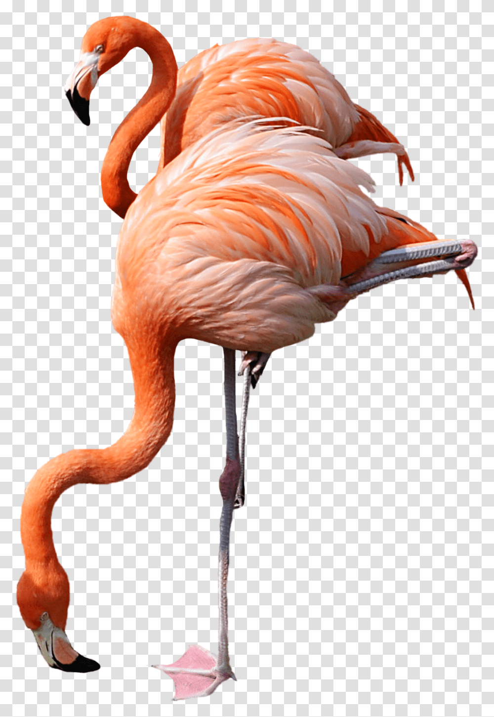 Flamingo Icon, Bird, Animal Transparent Png