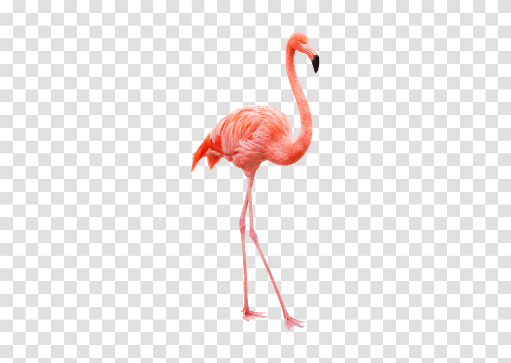 Flamingo Image, Bird, Animal, Beak Transparent Png