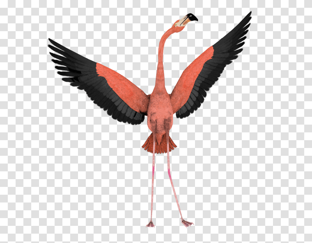 Flamingo Images Free Download, Bird, Animal, Flying, Crane Bird Transparent Png