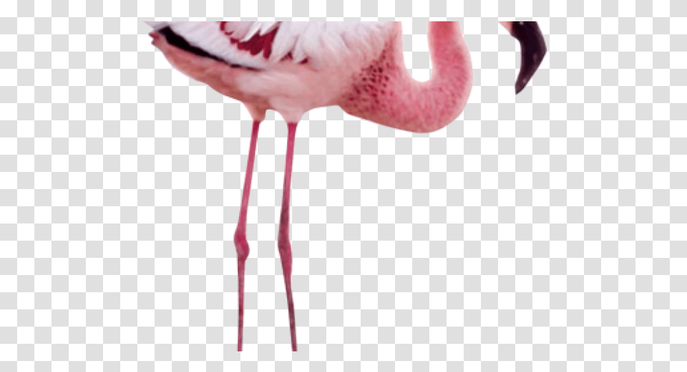 Flamingo Images Wing Mystery Of The Flamingos, Bird, Animal, Person, Human Transparent Png