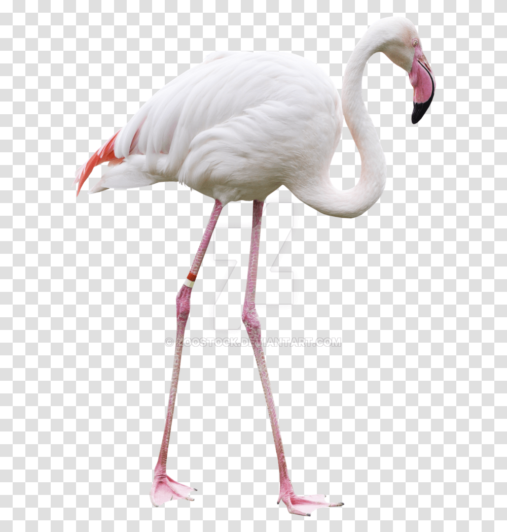 Flamingo Lawn Background Flamingo Bird, Animal, Beak Transparent Png