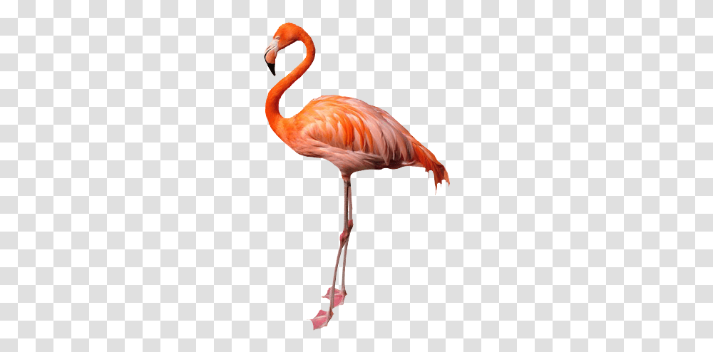 Flamingo No Background Image, Bird, Animal, Beak Transparent Png