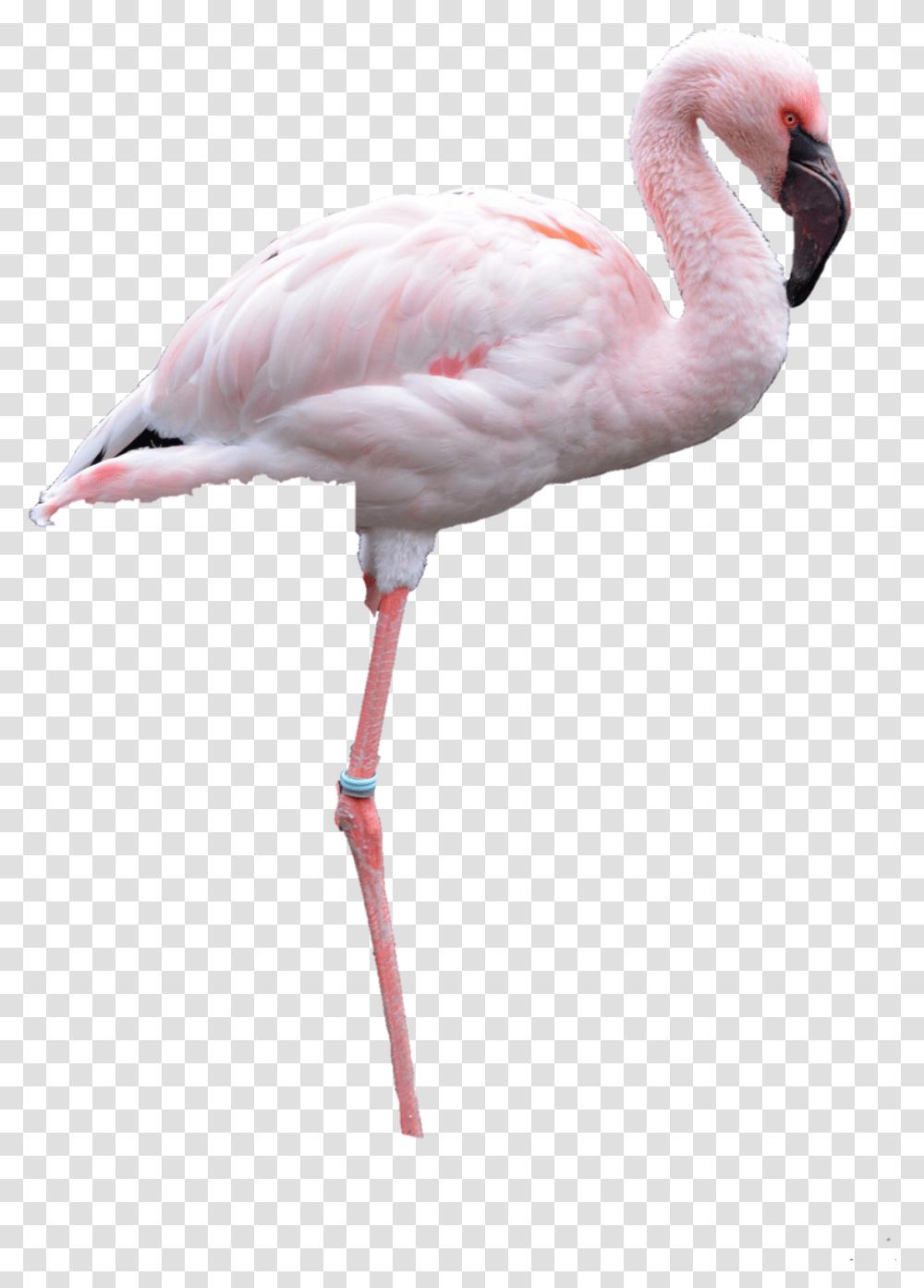 Flamingo Nobackground Flamingo, Bird, Animal Transparent Png