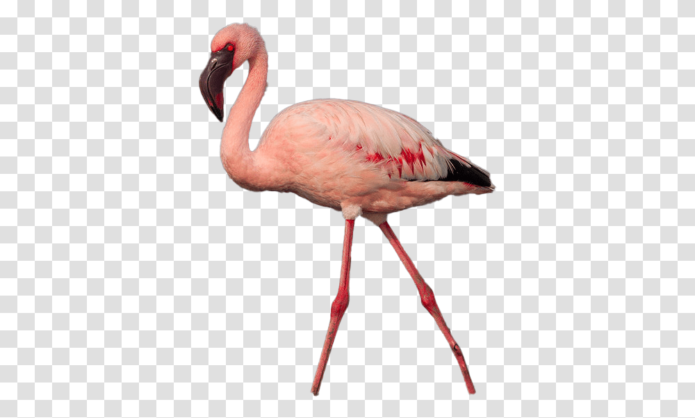Flamingo Photo Image Greater Flamingo, Bird, Animal, Beak Transparent Png