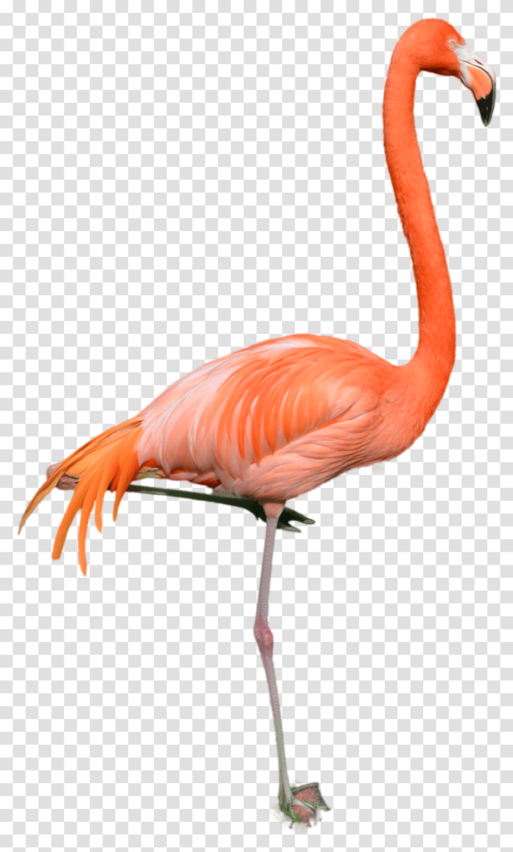 Flamingo Photo Profile Annamae Flamingos In A Sunset, Bird, Animal, Beak Transparent Png