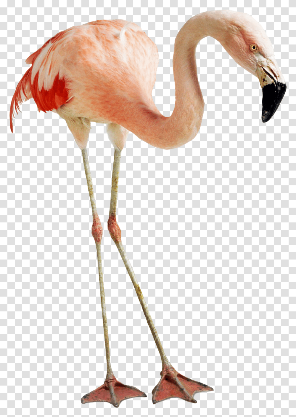 Flamingo Photos Feet And Beak Of Flamingo, Bird, Animal Transparent Png