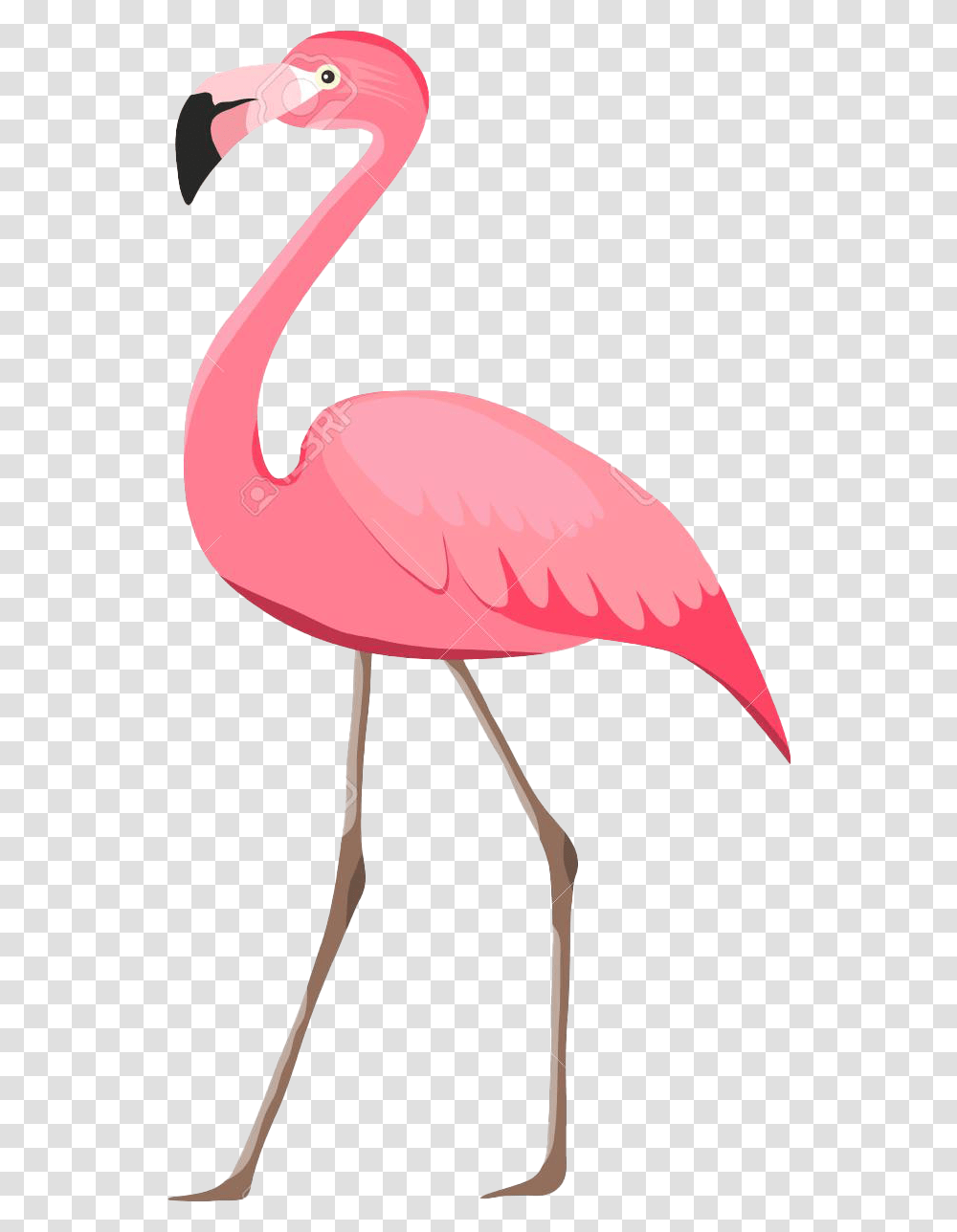 Flamingo Pic Background Flamingo Imagenes, Bird, Animal, Lamp, Beak Transparent Png