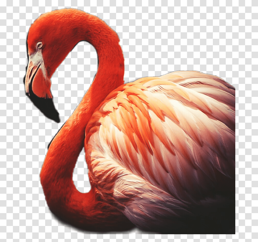 Flamingo Red Feather Plumage Greater Flamingo, Bird, Animal Transparent Png