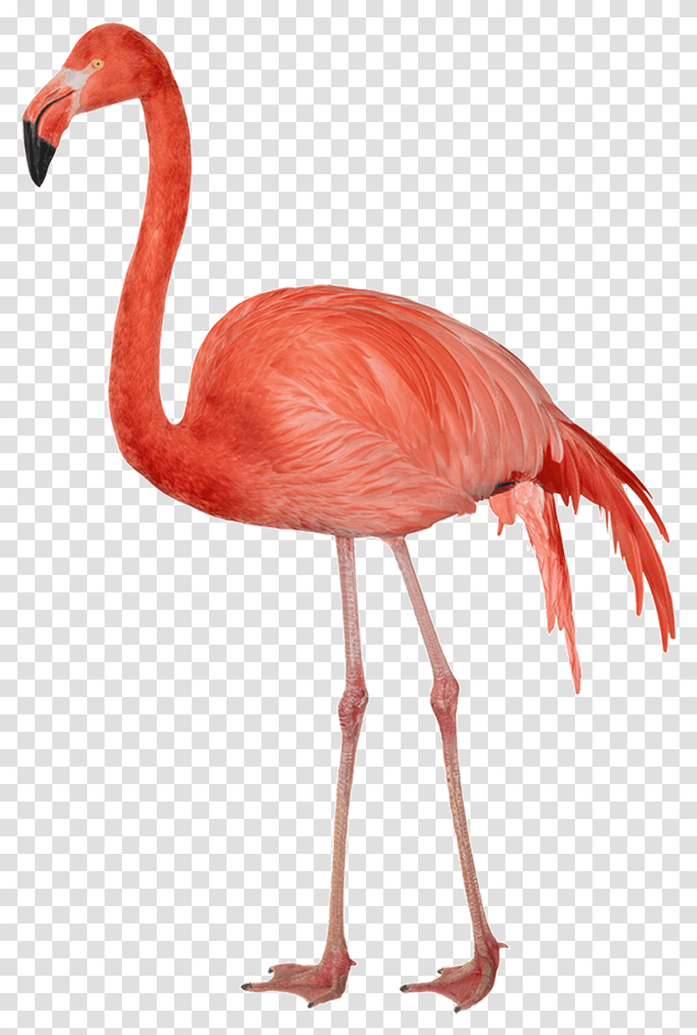 Flamingo Sideview Clip Arts Flamingos, Bird, Animal Transparent Png