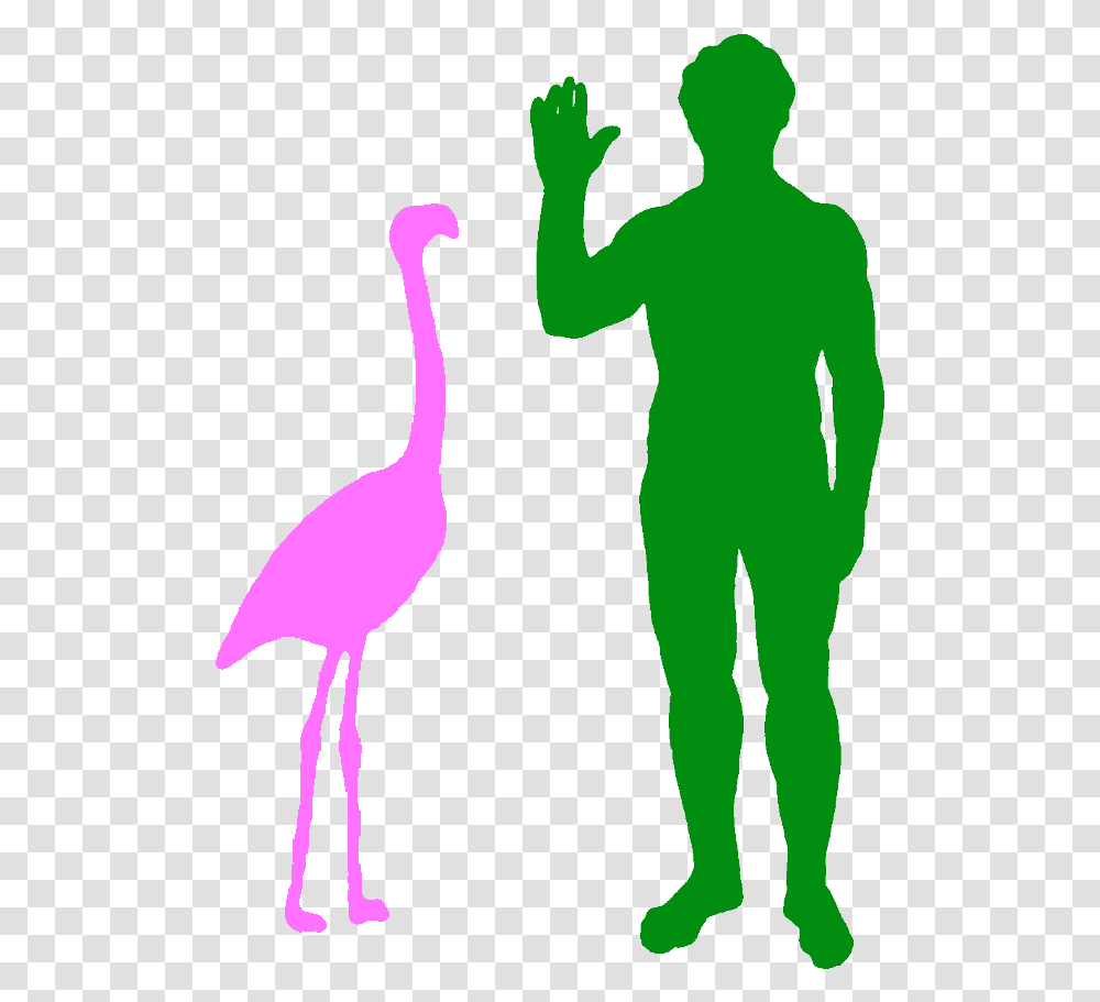 Flamingo Silhouette Flamingo Compared To Human, Person, Bird, Animal, Waterfowl Transparent Png