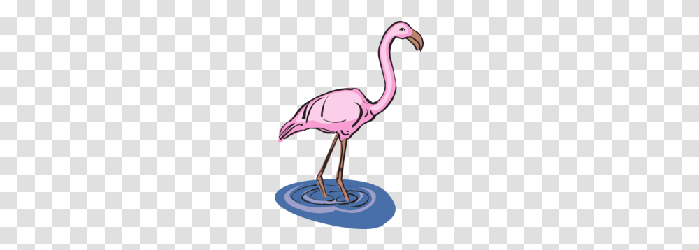 Flamingo Standing In Water Clip Art, Bird, Animal, Beak Transparent Png