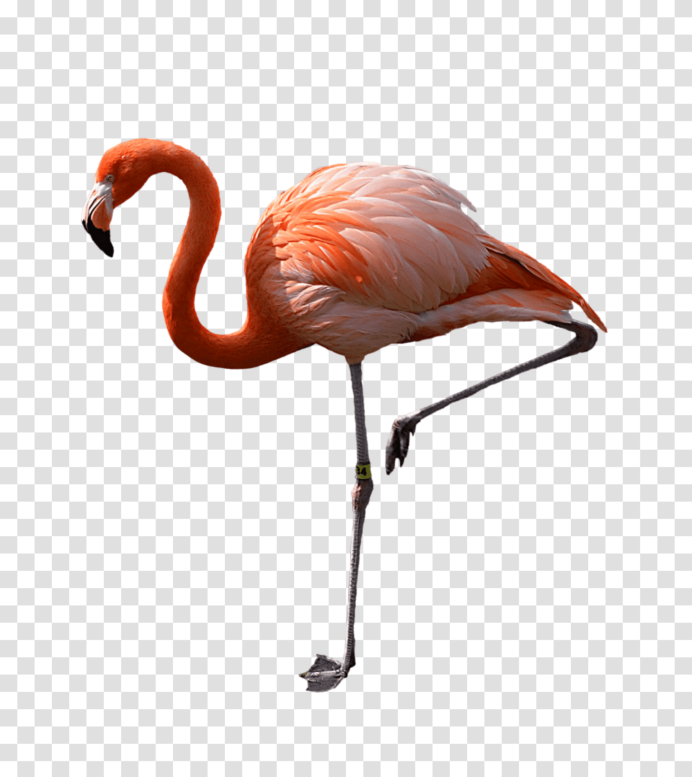 Flamingo Standing Left, Bird, Animal, Beak Transparent Png