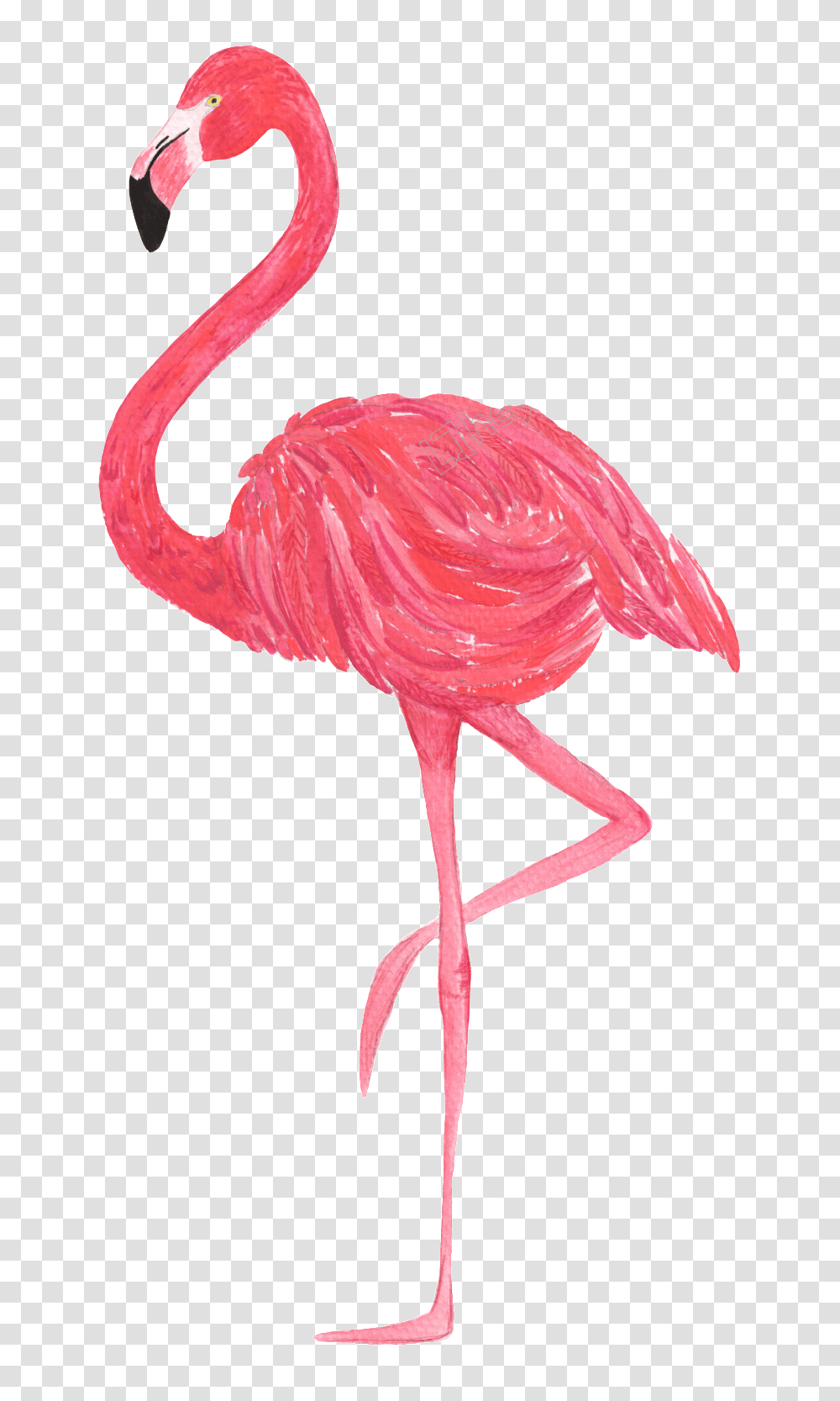 Flamingo Vector Flamingo, Bird, Animal Transparent Png
