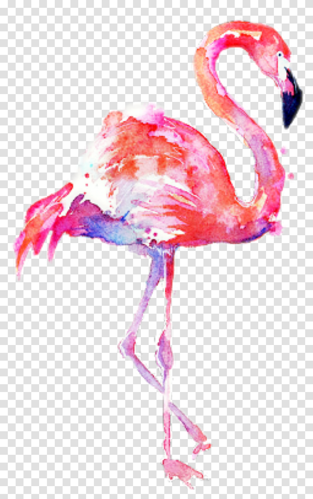 Flamingo Water Color Background Flamingo, Animal, Bird, Fungus, Food Transparent Png