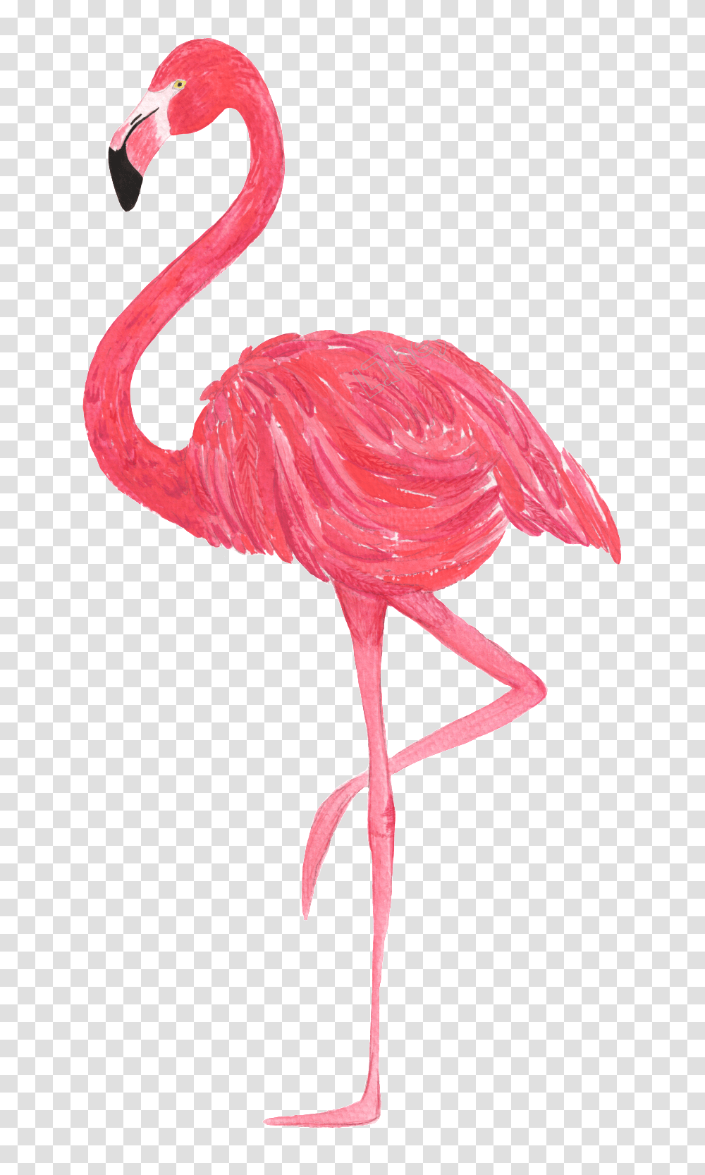 Flamingo White Background Background Flamingo Clipart, Bird Transparent Png