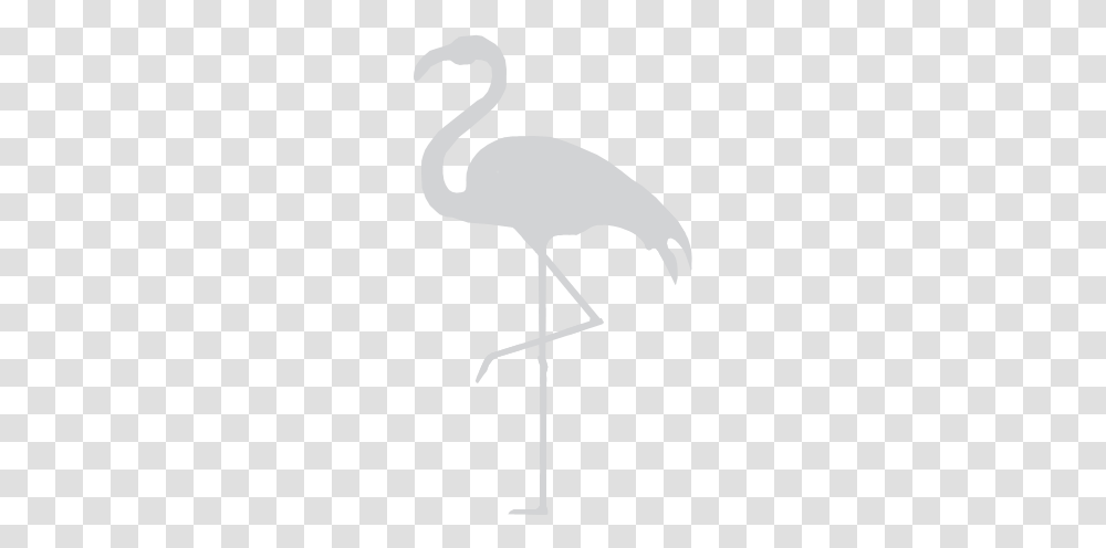 Flamingo Width 810ampheight Greater Flamingo, Animal, Bird, Cross Transparent Png