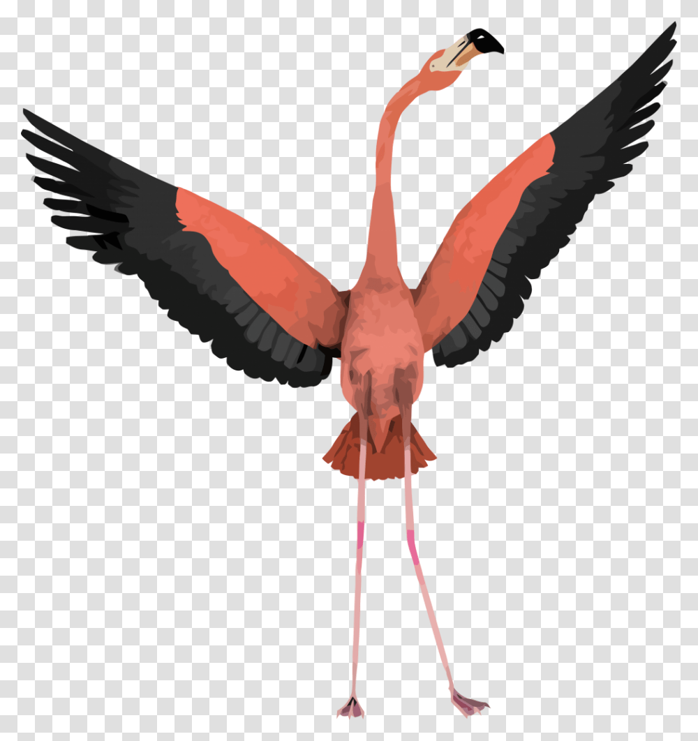 Flamingo With Wings Open, Bird, Animal, Flying, Crane Bird Transparent Png