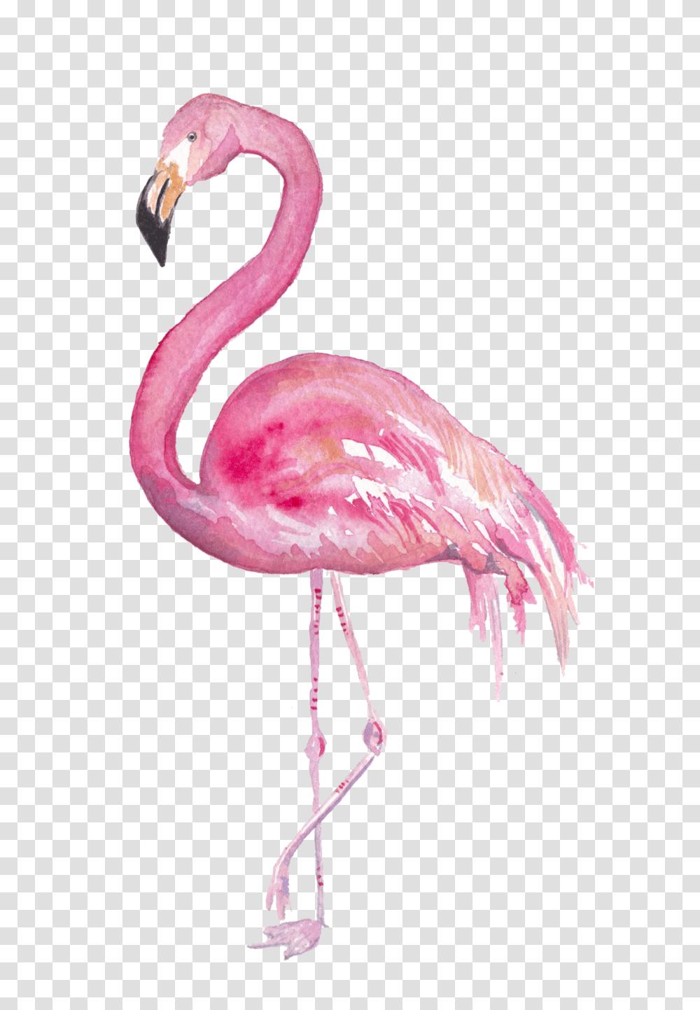 Flamingofinal Flamingo Gezeichnet, Bird, Animal, Fungus Transparent Png