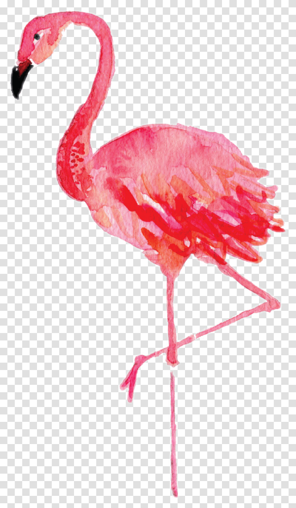 Flamingoi Really Enjoy His New Feature Lmao Watercolor Flamingo Clipart, Bird, Animal Transparent Png