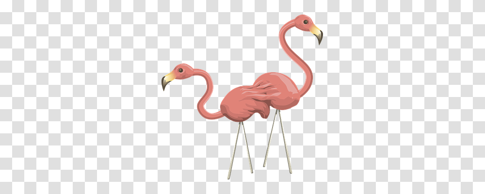 Flamingos Animal, Bird, Antelope, Wildlife Transparent Png