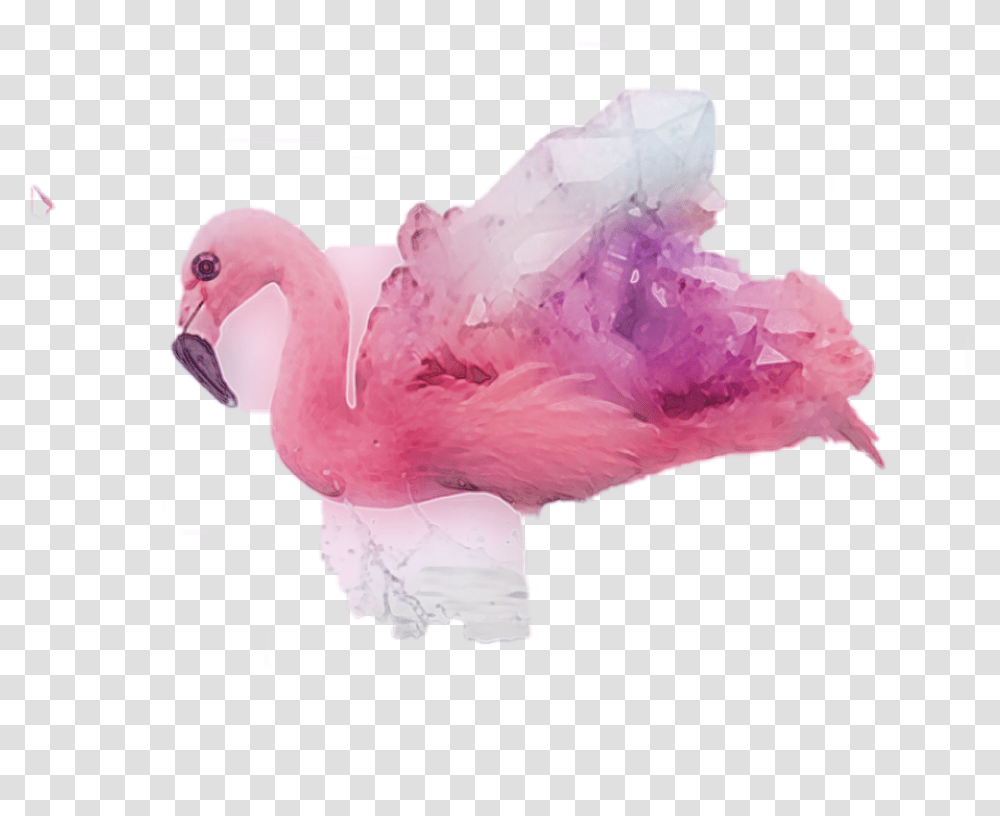 Flamingos Abstract Duck, Rose, Flower, Plant, Blossom Transparent Png