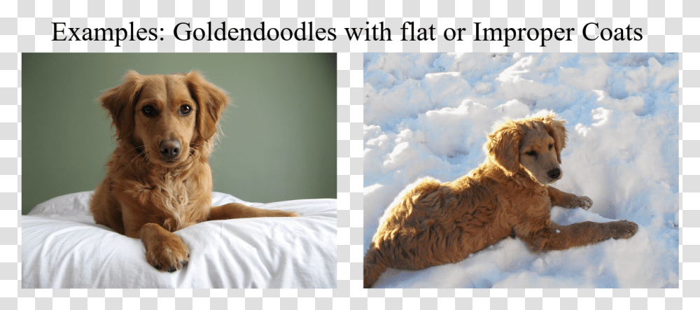 Flat Coat Goldendoodle Puppy, Dog, Pet, Canine, Animal Transparent Png