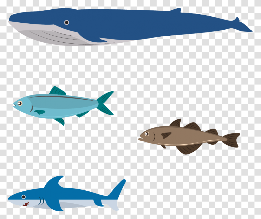 Flat Design Illustration Flat Design Aquatic Animals, Fish, Sea Life, Shark, Great White Shark Transparent Png