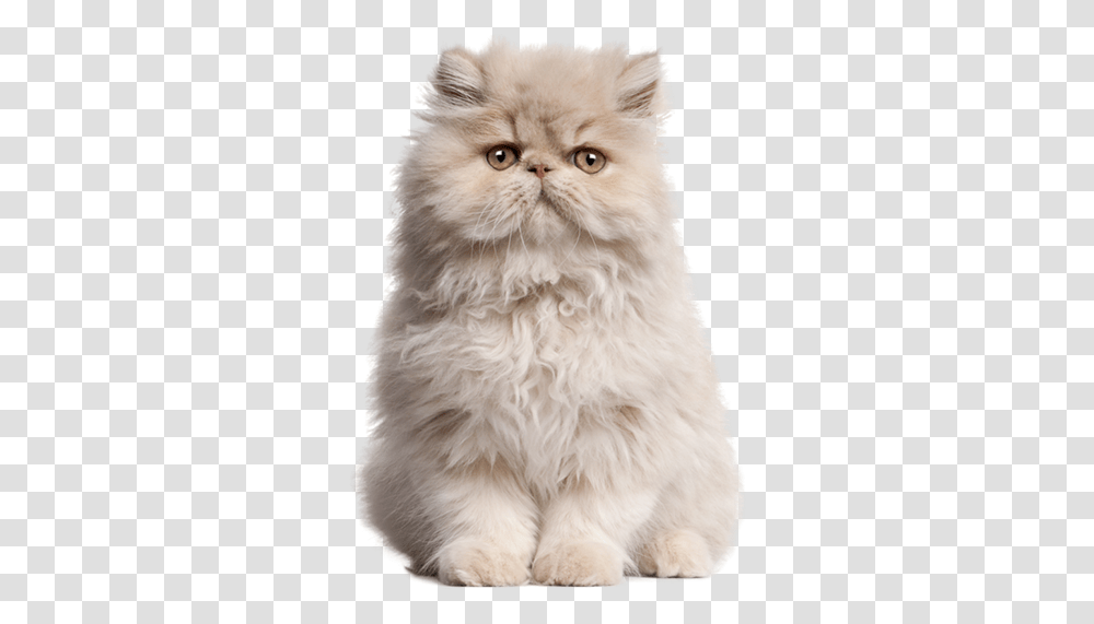 Flat Doll Face Persian, Angora, Cat, Pet, Mammal Transparent Png
